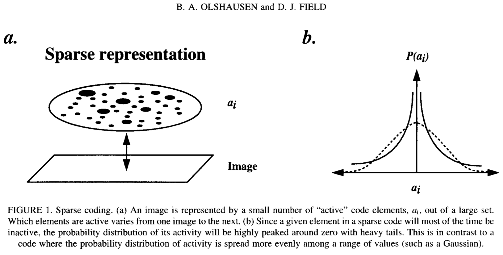 [[Olshausen and Field (1997)](http://mplab.ucsd.edu/~marni/Igert/Olshaussen_1997.pdf)]