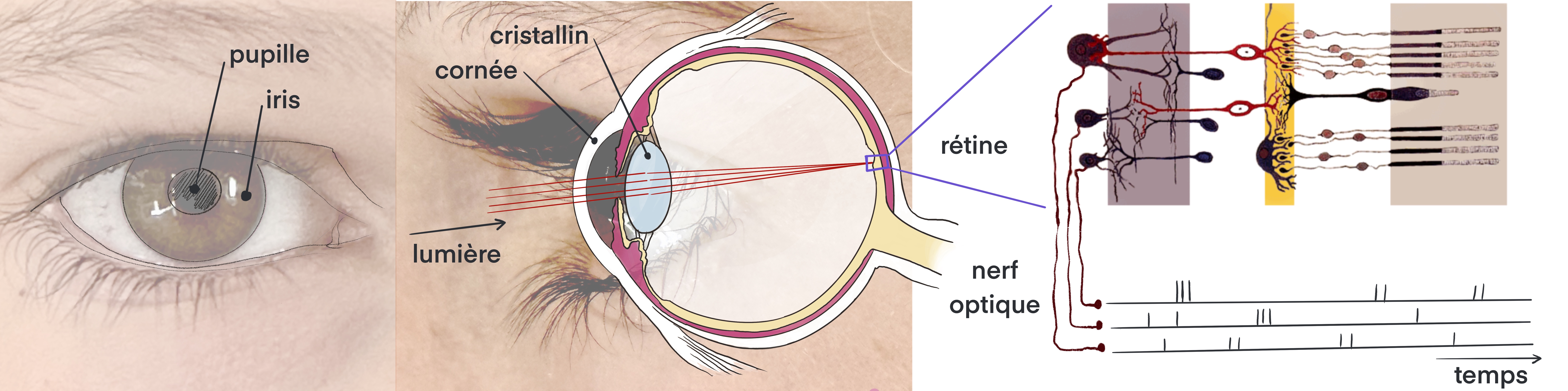 Figure 1: Anatomie de l’œil humain. La vue de face de l’œil humain montre le blanc du globe oculaire, protégé par les paupières et l’ouverture de la pupille, contrôlée par les muscles de l’iris. La vue en coupe permet d’illustrer le passage de la lumière à travers la cornée et sa focalisation grâce au cristallin sur la rétine. Cette surface contient des neurones sensibles à la lumière ainsi que plusieurs couches de traitement qui permettent de transmettre cette information au cerveau par l’intermédiaire du nerf optique sous forme d’une activité neurale.