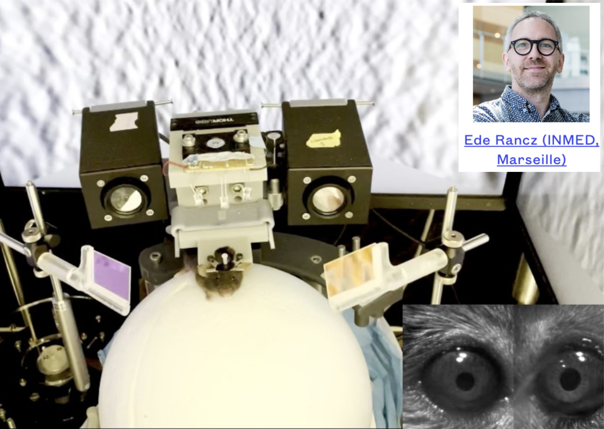 Using a cloded-loop virtual reality setup, can we trace the [role of neuromodulators in active perception](https://laurentperrinet.github.io/post/2026-01-28_phd-position_neuromodulatory-predictive-processing/) in terms of predictive processing?