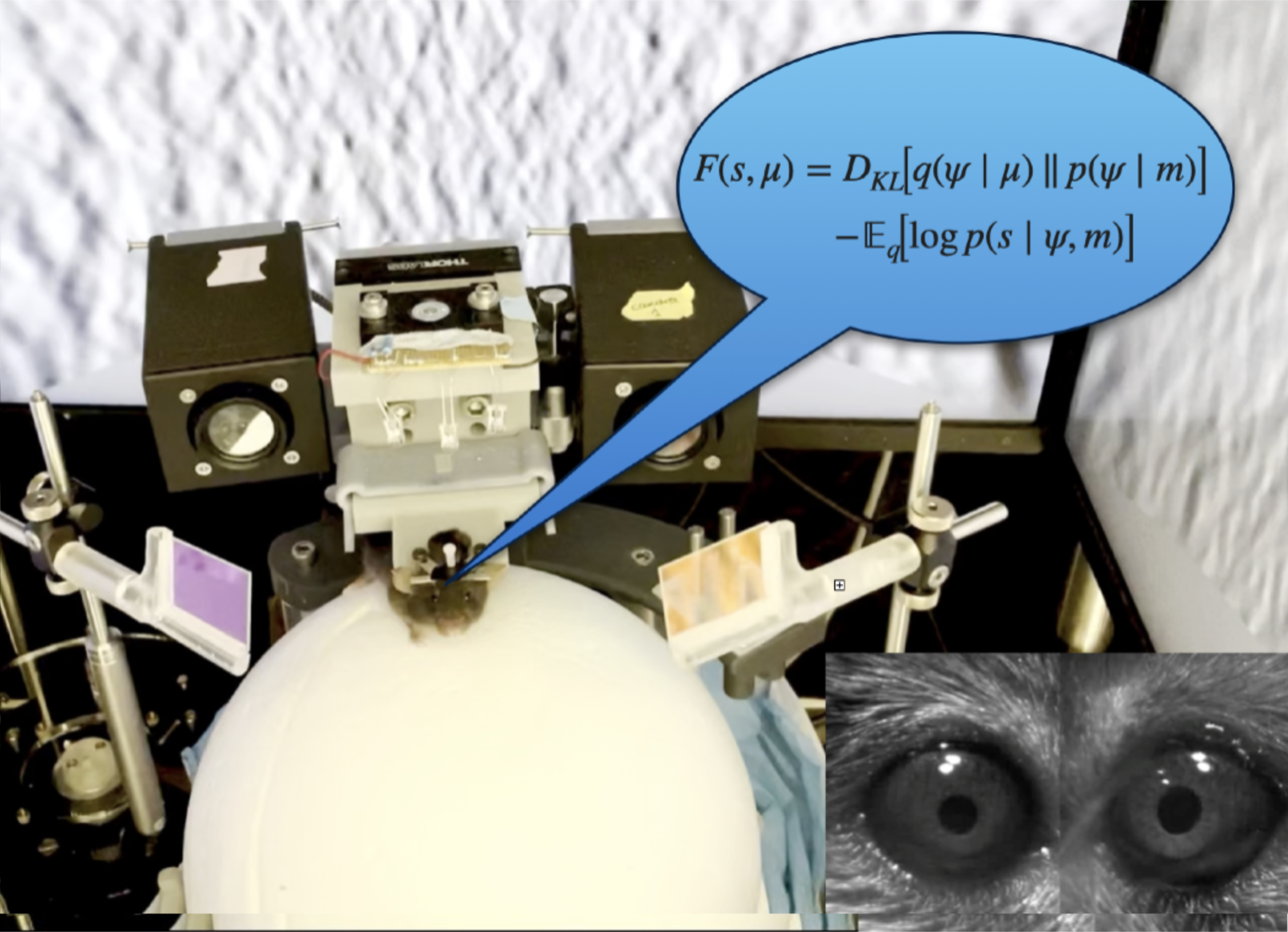 [Ede Rancz, Role of neuromodulators in active perception](https://laurentperrinet.github.io/author/ede-rancz/)