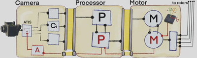 Our system is divided into 3 units to process visual inputs (ATIS) until the rotors: the ***C***amera, ***P***rocessor and ***M***otor units. Each represents respectively multi-channel feature maps ($C_i$), an estimate of the depth-of-field ($P$) and a navigation map, for instance time-of-contacts on a polar map ($M$). Compared to a discrete-time pipeline, we will design an integrated, back-to-back event-driven system based on a fast, two-way processing between the ***C***, ***P*** and ***M*** units. Event-driven, feed-forward and feed-back communications are denoted respectively in yellow, black and red. Notice the attention module $A$ from $P$ to $C$ and the feed-back of navigation information from $M$ and the IMU to $P$.
