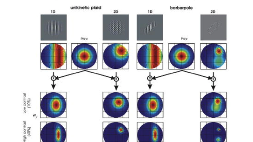Dynamics of distributed 1D and 2D motion representations for short-latency ocular following