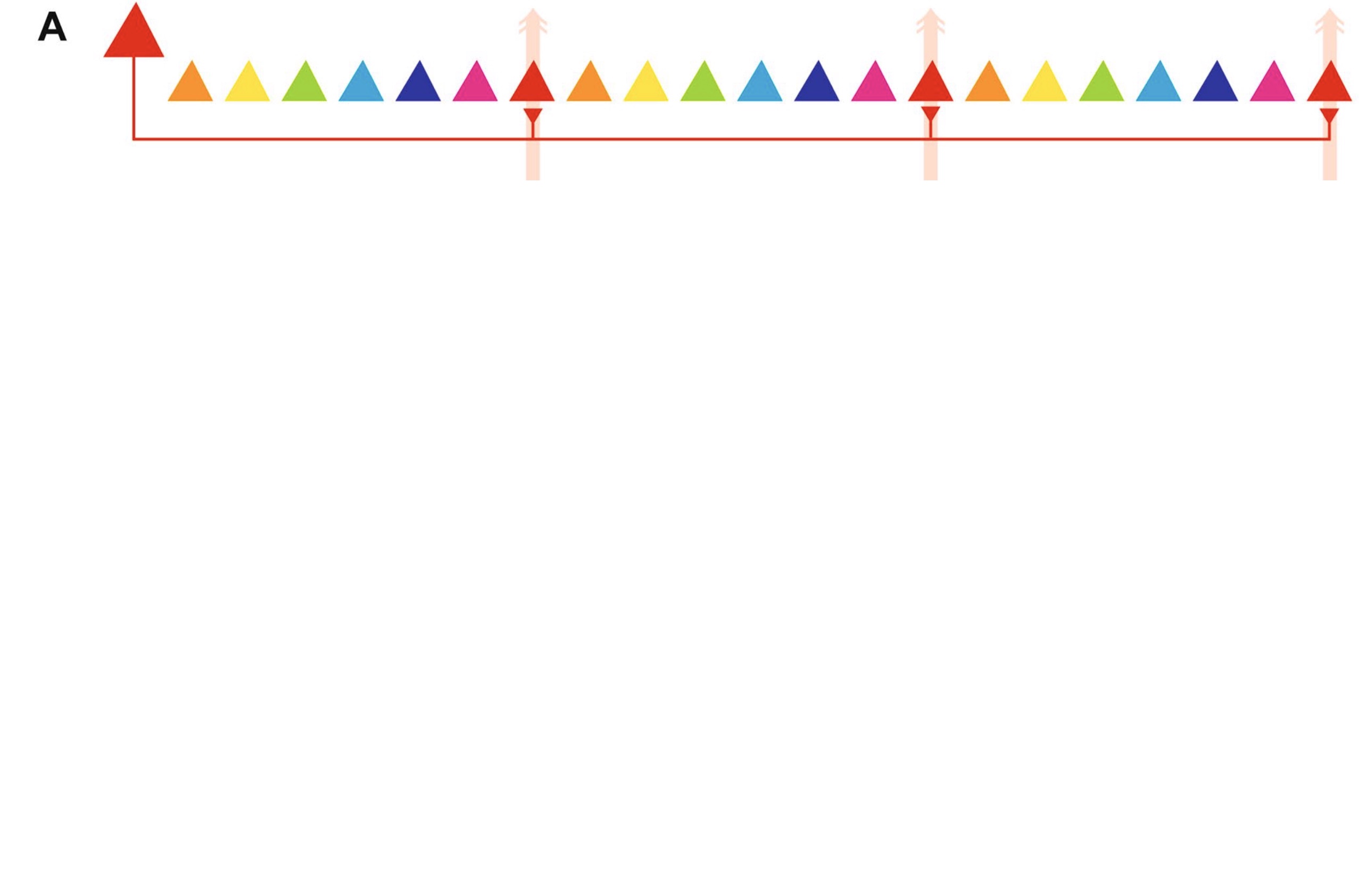 Revisiting Horizontal Connectivity Rules in V1: From like-to-like towards like-to-All [[Chavane, LP and Rankin, 2022]](https://laurentperrinet.github.io/publication/chavane-22/)