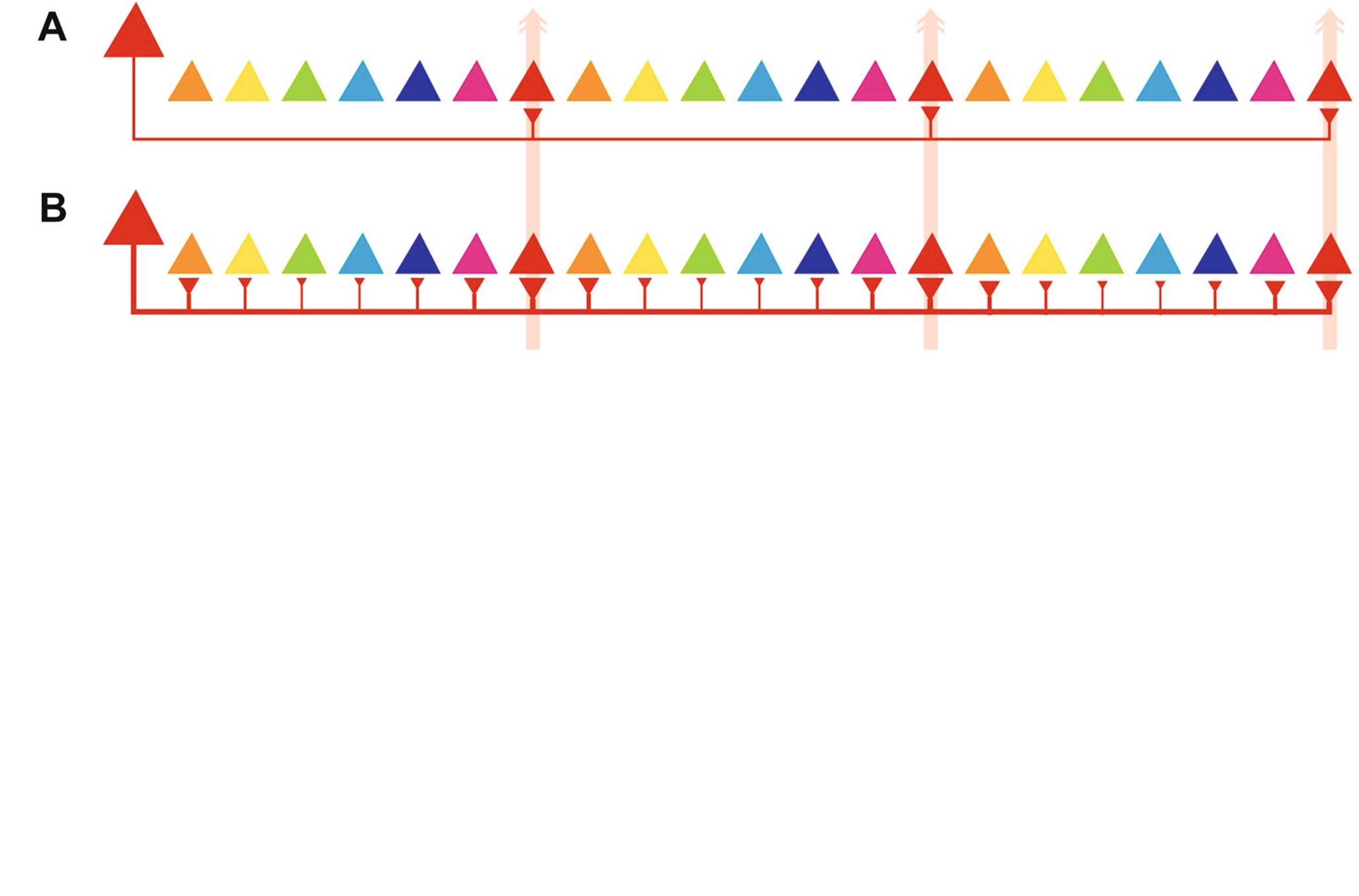 Revisiting Horizontal Connectivity Rules in V1: From like-to-like towards like-to-All [[Chavane, LP and Rankin, 2022]](https://laurentperrinet.github.io/publication/chavane-22/)