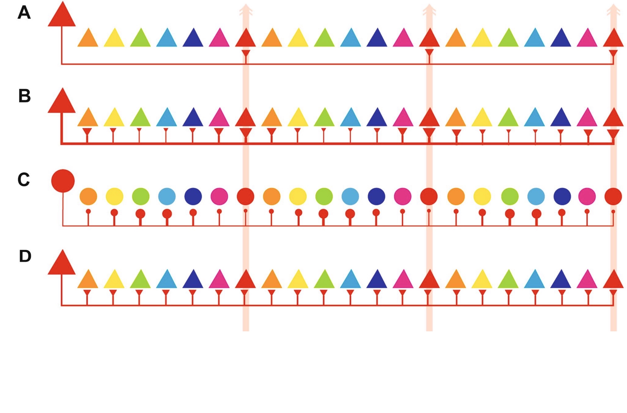 Revisiting Horizontal Connectivity Rules in V1: From like-to-like towards like-to-All [[Chavane, LP and Rankin, 2022]](https://laurentperrinet.github.io/publication/chavane-22/)