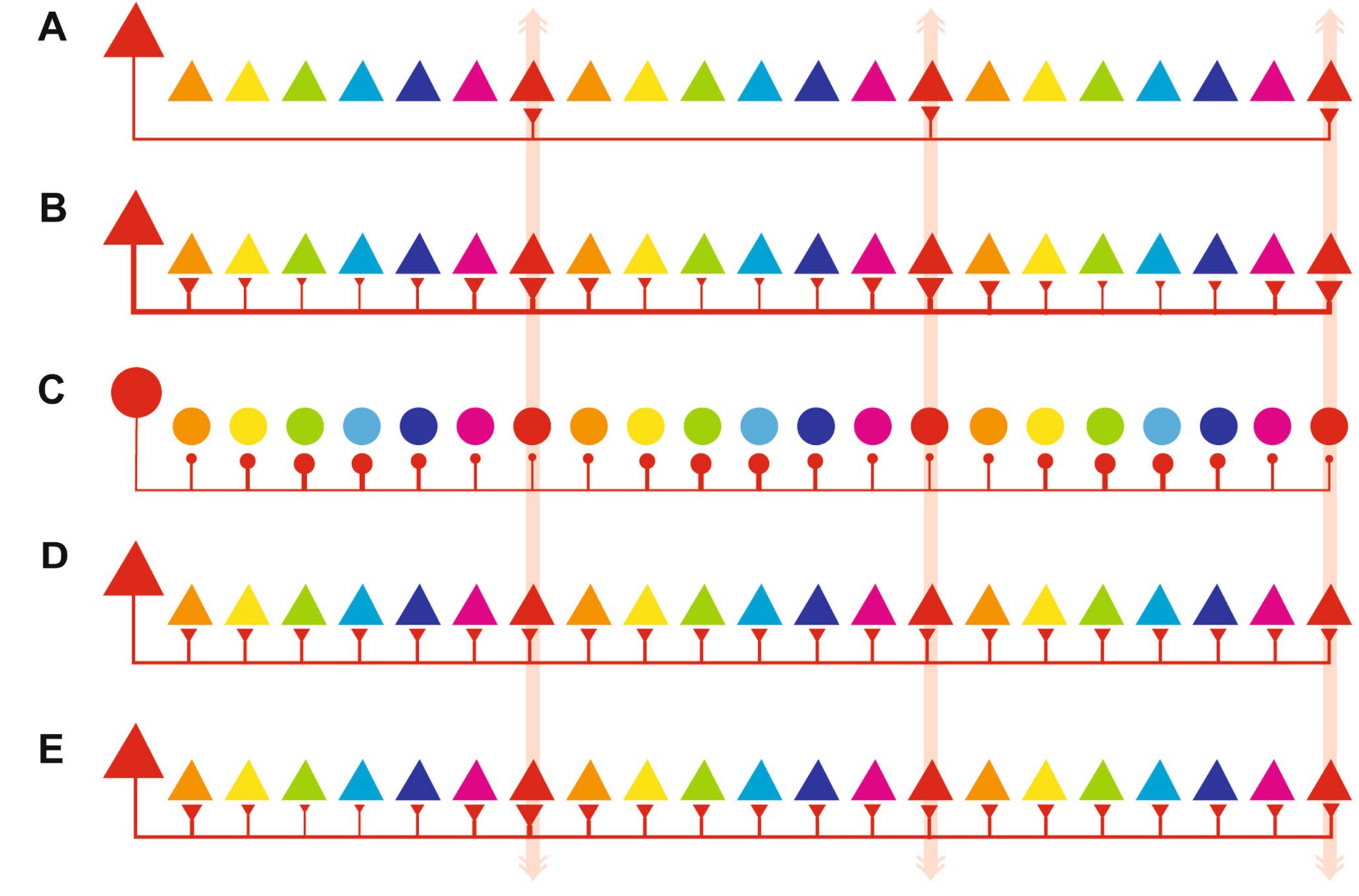 Revisiting Horizontal Connectivity Rules in V1: From like-to-like towards like-to-All [[Chavane, LP and Rankin, 2022]](https://laurentperrinet.github.io/publication/chavane-22/)