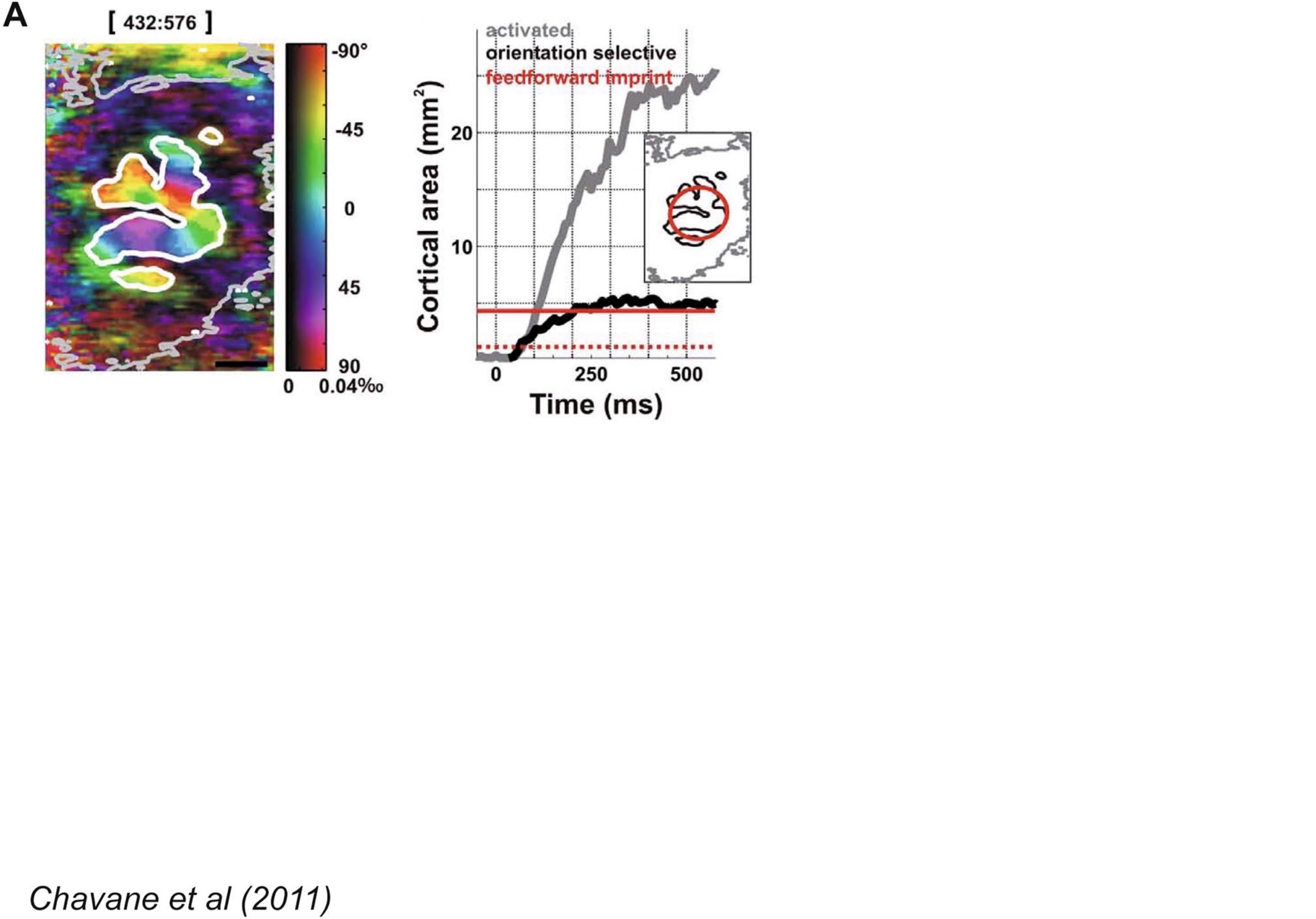 Revisiting Horizontal Connectivity Rules in V1: From like-to-like towards like-to-All [[Chavane, LP and Rankin, 2022]](https://laurentperrinet.github.io/publication/chavane-22/)