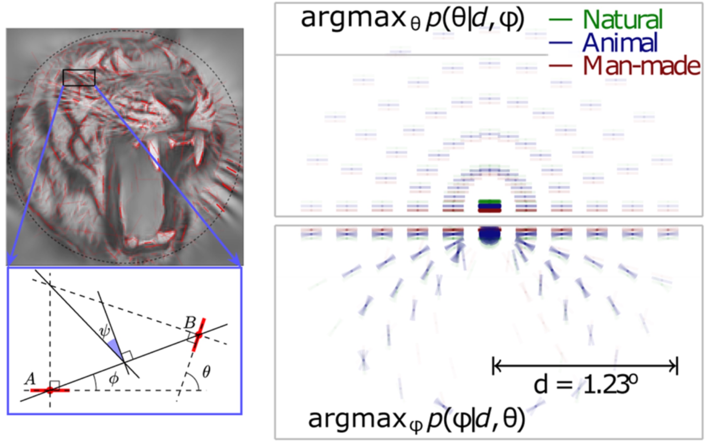 Revisiting Horizontal Connectivity Rules in V1: From like-to-like towards like-to-All [[Chavane, LP and Rankin, 2022]](https://laurentperrinet.github.io/publication/chavane-22/)