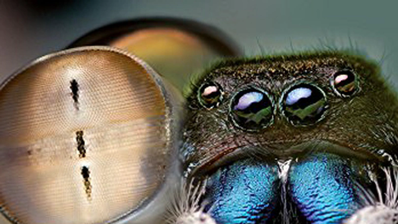 Biologically Inspired Computer Vision
