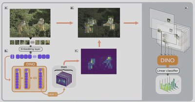 Saccade selection method: (a.) The input image of dimensionH× Wis split intoH16×Wnsized patches and embeddedinto token vectors. (b.) The tokens are passed through the DINO transformer, and attention flow from patch tokens to [CLS]token (white arrows) are extracted and reshaped into one attention map per attention-head. (c.) The multiple attention maps arefused into one by taking the maximum value across heads. (d.) The highest-attention locations define square regions(“saccades”) whose tokens are retained. (e.) Selected regions are revealed sequentially, and the image variants are classified bya pre-trained linear head.