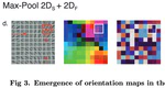 Pooling in a predictive model of V1 explains functional and structural diversity across species