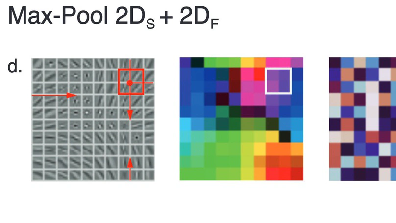Pooling in a predictive model of V1 explains functional and structural diversity across species