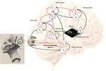 Perceptions as Hypotheses: Saccades as Experiments