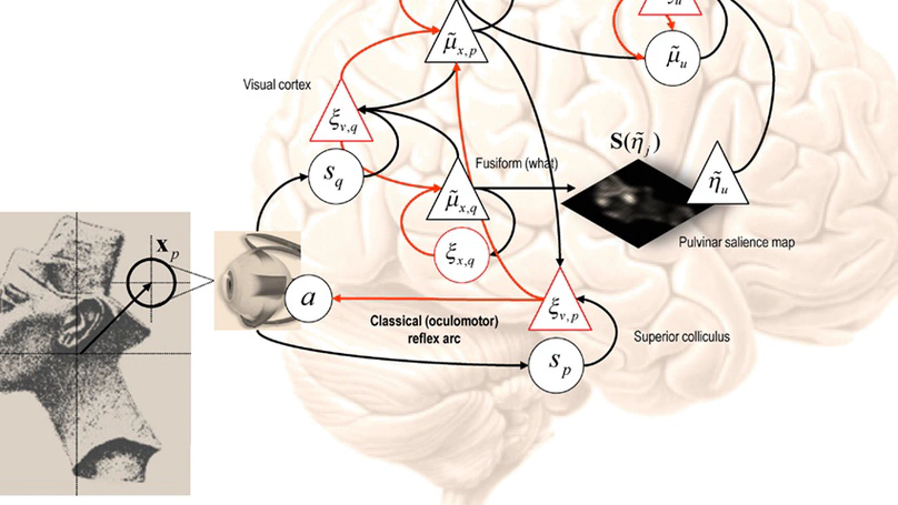 Perceptions as Hypotheses: Saccades as Experiments