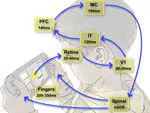 Precise spiking motifs in neurobiological and neuromorphic data