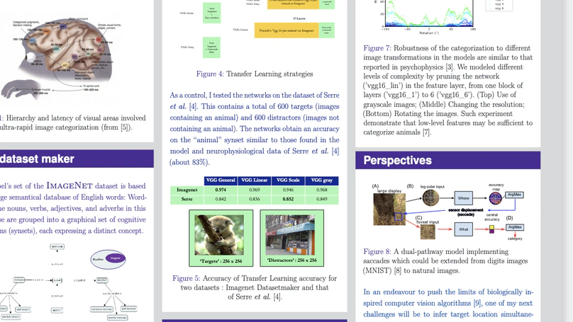 Ultra-fast categorization of images containing animals in vivo and in computo