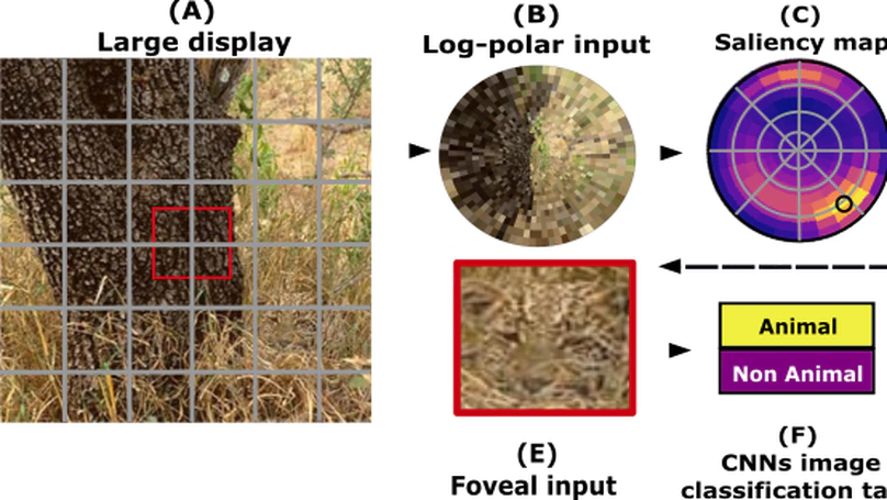 Ultra-rapid visual search in natural images using active deep learning