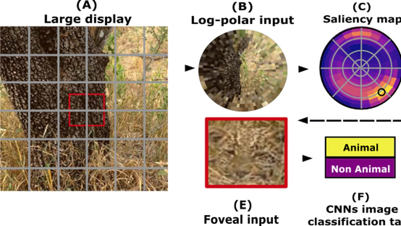 Ultra-rapid visual search in natural images using active deep learning