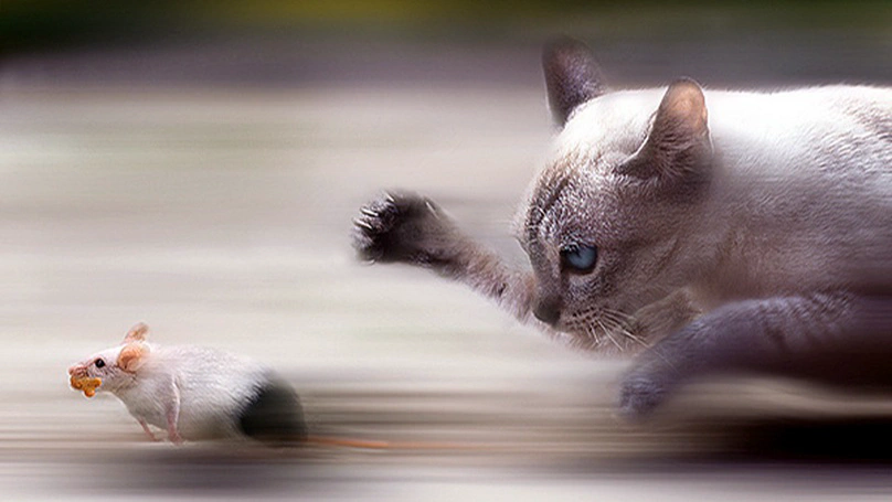 Ultra-Fast Image Categorization in biology and in neural models