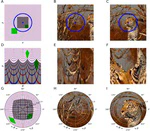 Retinotopic Mapping Enhances the Robustness of Convolutional Neural Networks