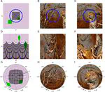 Retinotopy in CNN's implements Efficient Visual Search