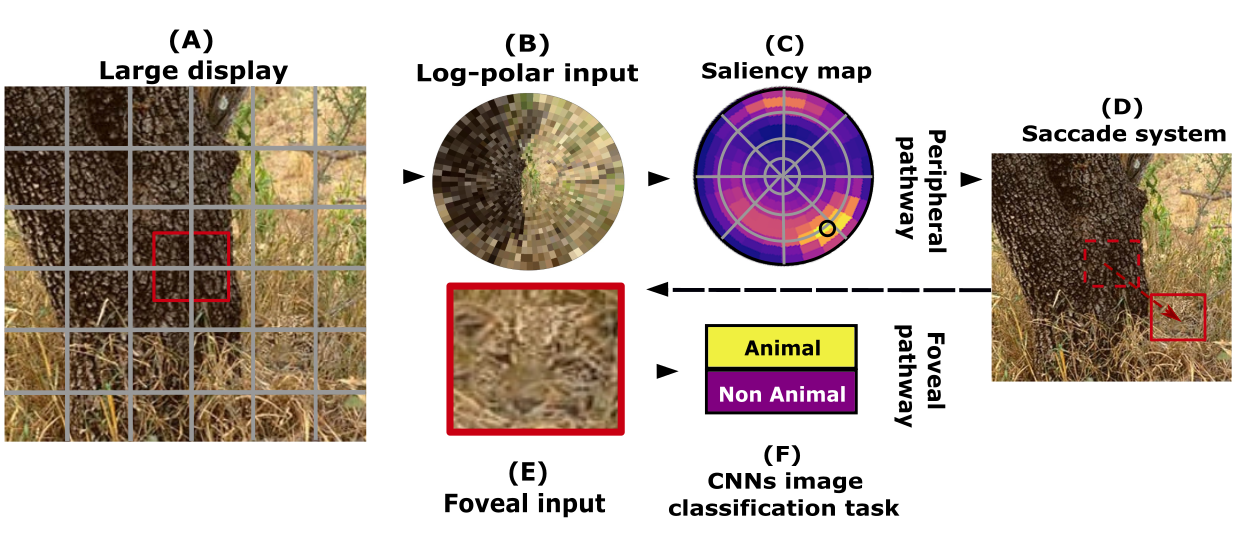 [[Jérémie *et al*, 2024](https://laurentperrinet.github.io/publication/jeremie-24/)]