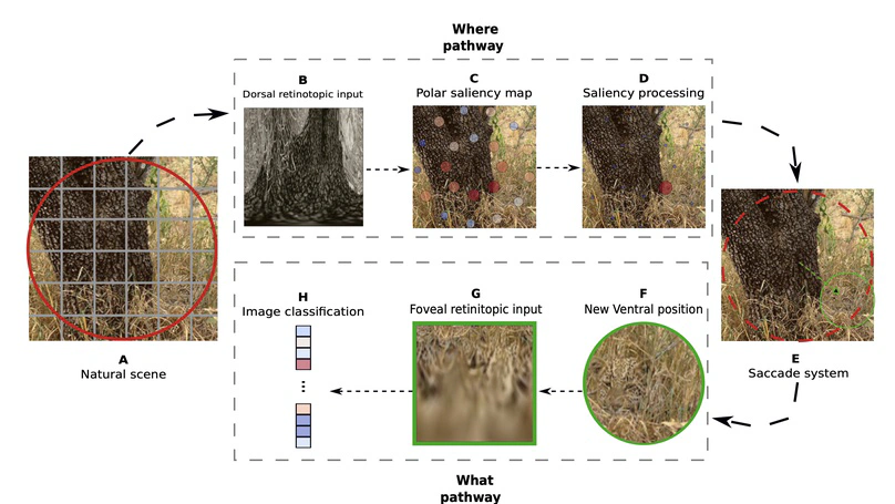 Integrating the What and Where Visual Pathways to Improve CNN Categorisation