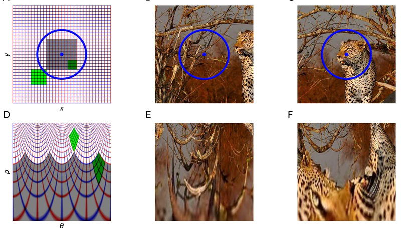 Foveated Retinotopy Improves Classification and Localization in CNNs