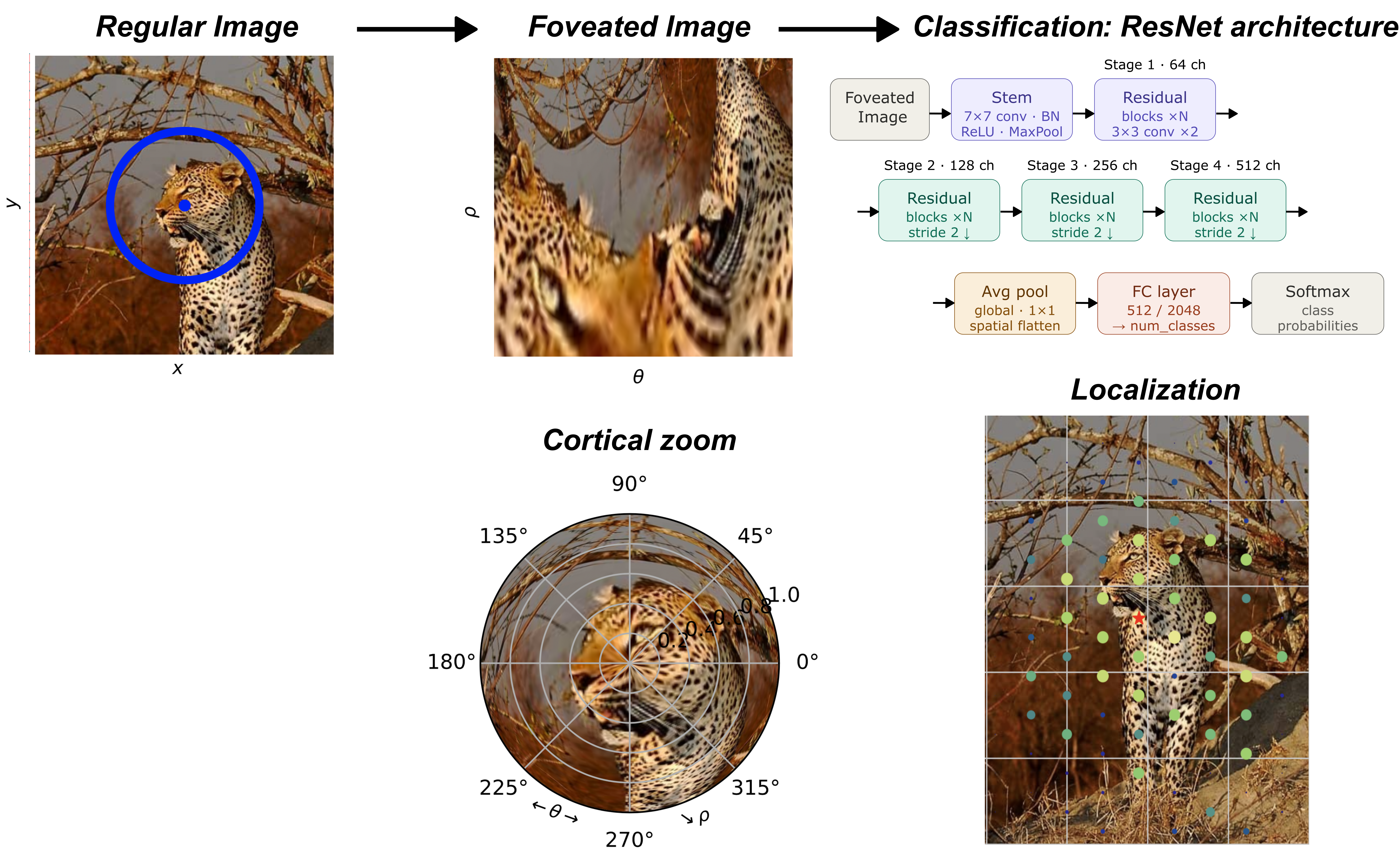 [JN Jérémie, E Daucé et LP (2026)](https://laurentperrinet.github.io/publication/jeremie-25)