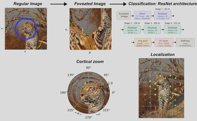 *Foveated Retinotopy in CNNs.* We represent Left an input image and how it is transformed by foveated retinotopy. We show below a representative reconstruction showing that it also acts as a cortical zoom on the image around the point of fixation. The transformed image is then fed to the ResNet deep learning architecture.