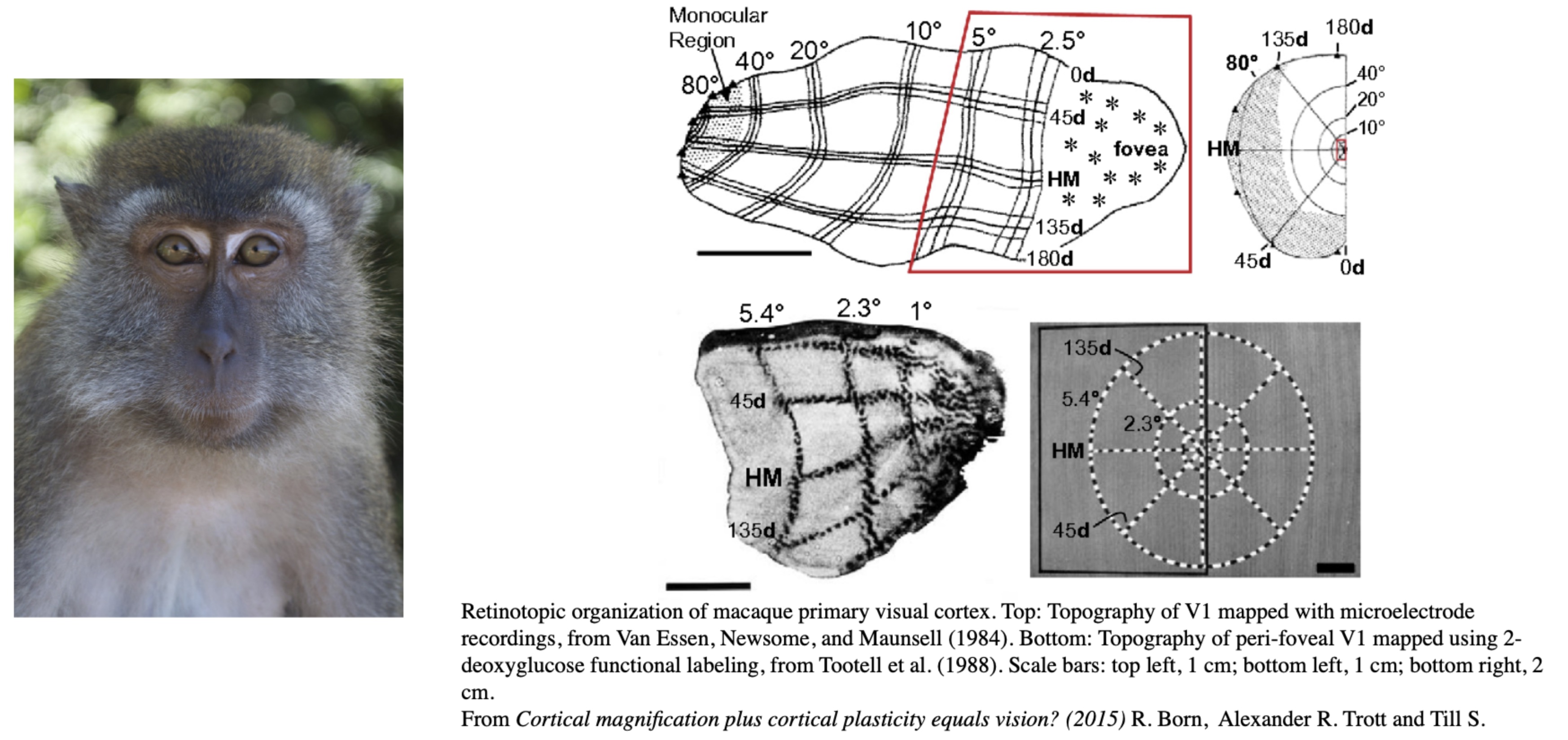 [JN Jérémie, E Daucé et LP (2026)](https://laurentperrinet.github.io/publication/jeremie-25)