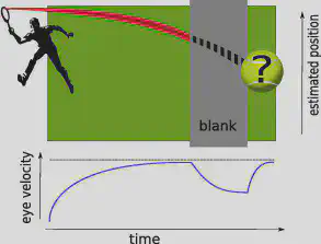 Figure 1: The problem of fragmented trajectories and motion extrapolation. As an object moves in visual space (as represented here for commodity by the red trajectory of a tennis ball in a space–time diagram with a one-dimensional space on the vertical axis), the sensory flux may be interrupted by a sudden and transient blank (as denoted by the vertical, gray area and the dashed trajectory). How can the instantaneous position of the dot be estimated at the time of reappearance? This mechanism is the basis of motion extrapolation and is rooted on the prior knowledge on the coherency of trajectories in natural images. We show below the typical eye velocity profile that is observed during Smooth Pursuit Eye Movements (SPEM) as a prototypical sensory response. It consists of three phases: first, a convergence of the eye velocity toward the physical speed, second, a drop of velocity during the blank and finally, a sudden catch-up of speed at reappearance (Becker and Fuchs, 1985).