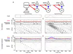 Functional consequences of correlated excitatory and inhibitory conductances in cortical networks