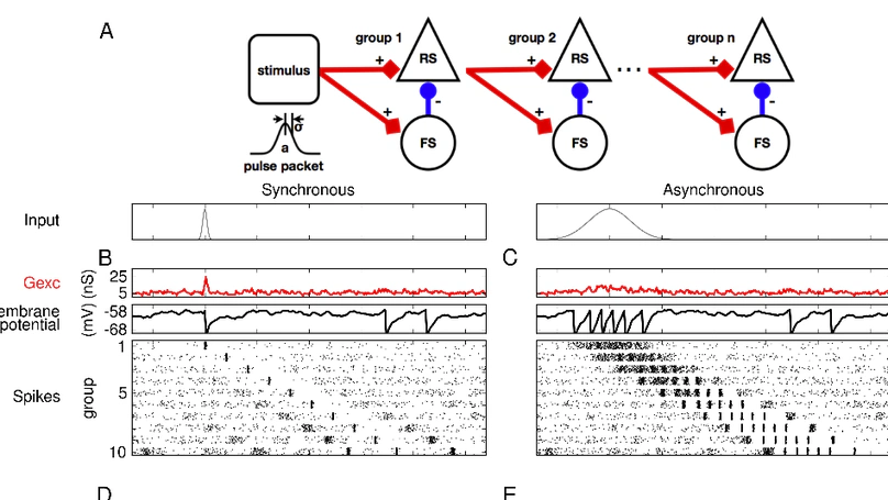 Functional consequences of correlated excitatory and inhibitory conductances in cortical networks