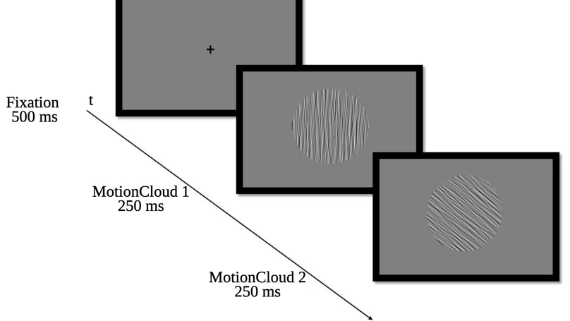 Selectivity to oriented patterns of different precisions