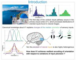 A resilient neural code in V1 to process natural images