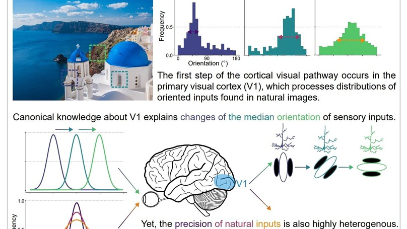 A resilient neural code in V1 to process natural images