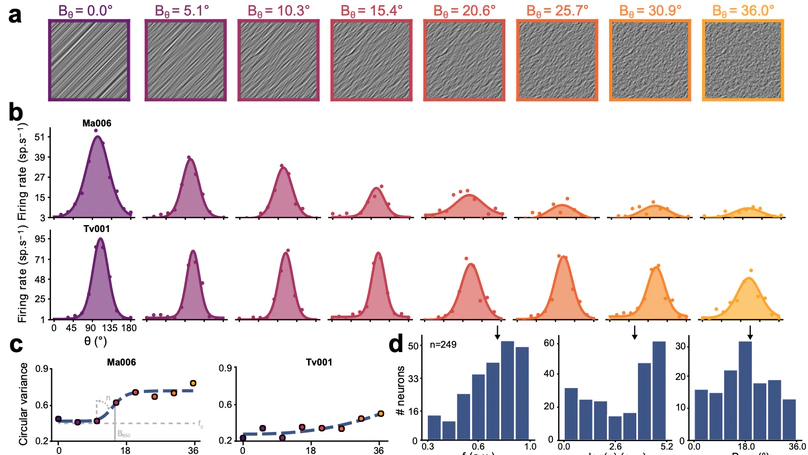 Cortical recurrence supports resilience to sensory variance in the primary visual cortex
