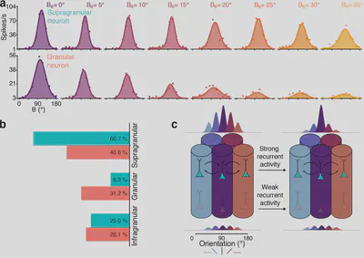 Figure 2 La variation du code des neurones face a une augmentation d'incertitude dépend de leur position dans le cortex (a, b), un phénomène expliqué par une activité récurrente plus intense pour les neurones encodant l'incertitude.