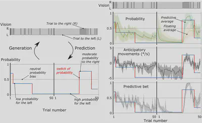  By manipulating the probability bias of the presentation of a visual target on a screen, this experiment manipulates the volatility of the environment in a controlled way by introducing switches in the probability bias. These switches randomly change the bias among different degrees of probability (both left and right). At each trial, the bias then generates a realization, either left (L) or right (R).  The target moves in blocks of 50 trials (1 to 50) and these realizations are the only ones to be observed, the evolution of the bias and its shifts remaining hidden from the observer. Compared to the floating average that is conventionally used, a mathematical model can be deduced as a predictive average that allows to better follow the dynamics of the probability bias. Thanks to psychophysical experiments, we have shown that observers preferentially follow the predictive mean, rather than the floating mean, both in explicit judgements (predictive betting) and, more surprisingly, in the anticipatory movements of the eyes that are carried out without the observers being aware of them. 