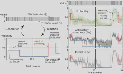  By manipulating the probability bias of the presentation of a visual target on a screen, this experiment manipulates the volatility of the environment in a controlled way by introducing switches in the probability bias. These switches randomly change the bias among different degrees of probability (both left and right). At each trial, the bias then generates a realization, either left (L) or right (R).  The target moves in blocks of 50 trials (1 to 50) and these realizations are the only ones to be observed, the evolution of the bias and its shifts remaining hidden from the observer. Compared to the floating average that is conventionally used, a mathematical model can be deduced as a predictive average that allows to better follow the dynamics of the probability bias. Thanks to psychophysical experiments, we have shown that observers preferentially follow the predictive mean, rather than the floating mean, both in explicit judgements (predictive betting) and, more surprisingly, in the anticipatory movements of the eyes that are carried out without the observers being aware of them. 