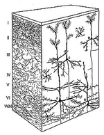 Neural Codes for Adaptive Sparse Representations of Natural Images