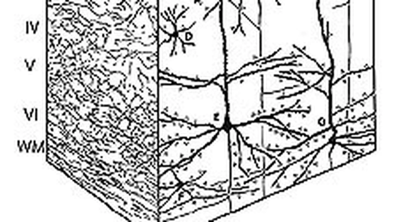 Neural Codes for Adaptive Sparse Representations of Natural Images