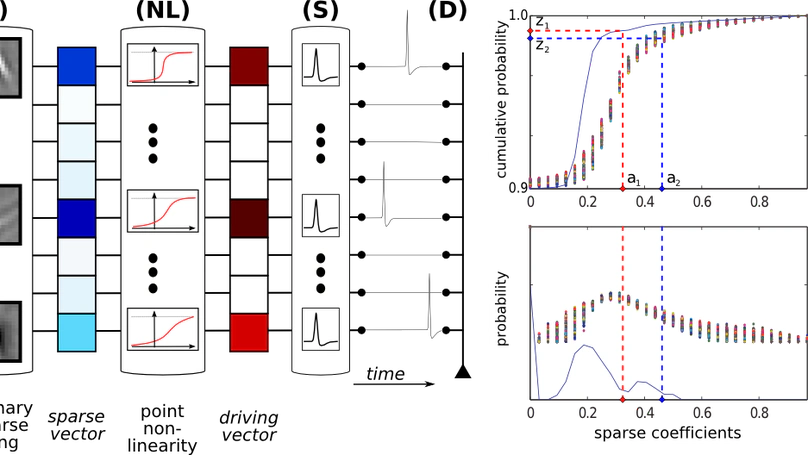 What adaptive code for efficient spiking representations? A model for the formation of receptive fields of simple cells
