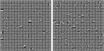 Role of homeostasis in learning sparse representations