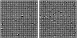 Role of homeostasis in learning sparse representations