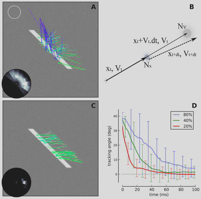 Figure 1: *(A)* The estimation of the motion of an elongated, slanted segment (here moving horizontally to the right) on a limited area (such as the dotted circle) leads to ambiguous velocity measurements compared to physical motion: it’s the aperture problem. We represent as arrows the velocity vectors that are most likely detected by a motion energy model; hue indicates direction angle. Due to the limited size of receptive fields in sensory cortical areas (such as shown by the dotted white circle), such problem is faced by local populations of neurons that visually estimate the motion of objects. *(A-inset)* On a polar representation of possible velocity vectors (the cross in the center corresponds to the null velocity, the outer circle corresponding to twice the amplitude of physical speed), we plot the empirical histogram of detected velocity vectors. This representation gives a quantification of the aperture problem in the velocity domain: At the onset of motion detection, information is concentrated along an elongated constraint line (white=high probability, black=zero probability). *(B)* We use the prior knowledge that in natural scenes, motion as defined by its position and velocity is following smooth trajectories. Quantitatively, it means that velocity is approximately conserved and that position is transported according to the known velocity. We show here such a transition on position and velocity (respectively $x_t$ and $V_t$) from time t to t + dt with the perturbation modeling the smoothness of prediction in position and velocity (respectively $N_x$ and $N_V$). *(C)* Applying such a prior on a dynamical system detecting motion, we show that motion converges to the physical motion after approximately one spatial period (the line moved by twice its height). *(C-Inset)* The read-out of the system converged to the physical motion: Motion-based prediction is sufficient to resolve the aperture problem. *(D)* As observed at the perceptual level [Castet et al., 1993, Pei et al., 2010], size and duration of the tracking angle bias decreased with respect to the height of the line. Height was measured relative to a spatial period (respectively 60%, 40% and 20%). Here we show the average tracking angle red-out from the probabilistic representation as a function of time, averaged over 20 trials (error bars show one standard deviation).