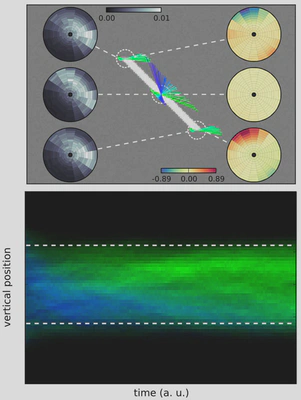 Figure 4: *(Top)* Prediction implements a competition between different trajectories. Here, we focus on one step of the algorithm by testing different trajectories at three key positions of the segment stimulus: the two edges and the center (dashed circles). Compared to the pure sensory velocity likelihood (left insets in grayscale), prediction modulates response as shown by the velocity vectors (direction coded as hue as in Figure 1) and by the ratio of velocity probabilities (log ratio in bits, right insets). There is no change for the middle of the segment (yellow tone), but trajectories that are predicted out of the line are “explained away” (navy tone) while others may be amplified (orange tone). Notice the asymmetry between both edges, the upper edge carrying a suppressive predictive information while the bottom edge diffuses coherent motion. *(Bottom)* Finally, the aperture problem is solved due to the repeated application of this spatio-temporal contextual information modulation. To highlight the anisotropic diffusion of information over the rest of the line, we plot as a function of time (horizontal axis) the histogram of the detected motion marginalized over horizontal positions (vertical axis), while detected direction of velocity is given by the distribution of hues. Blueish colors correspond to the direction perpendicular to the diagonal while a green color represents a disambiguated motion to the right (as in Figure 1). The plot shows that motion is disambiguated by progressively explaining away incoherent motion. Note the asymmetry in the propagation of coherent information.