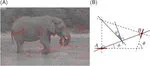 Edge co-occurrences can account for rapid categorization of natural versus animal images