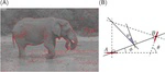 Edge co-occurrences can account for rapid categorization of natural versus animal images